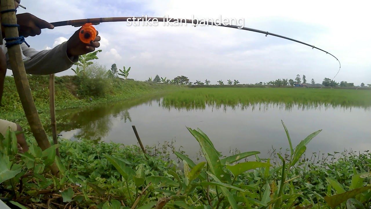 Detail Mancing Ikan Bandeng Nomer 21
