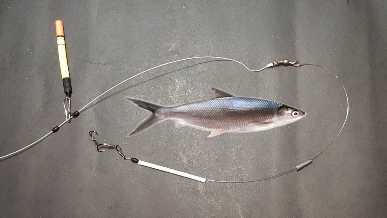 Detail Mancing Ikan Bandeng Nomer 3