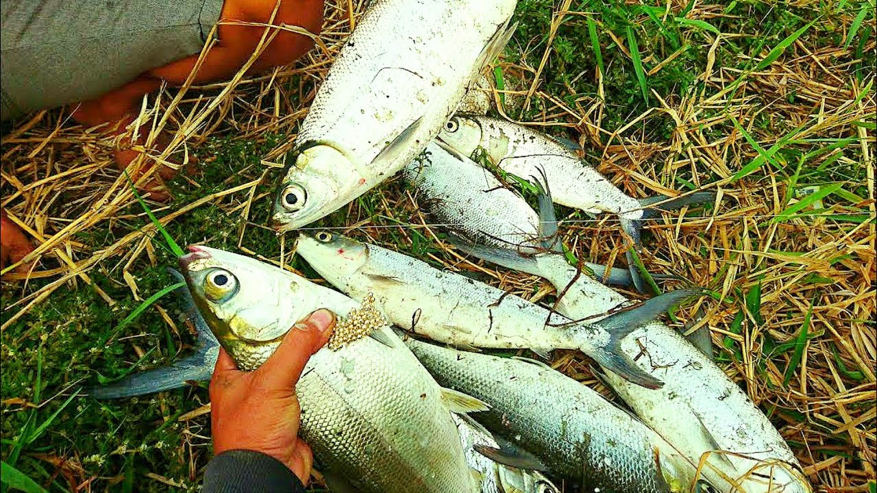Detail Mancing Ikan Bandeng Nomer 24