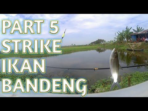 Detail Mancing Ikan Bandeng Nomer 25