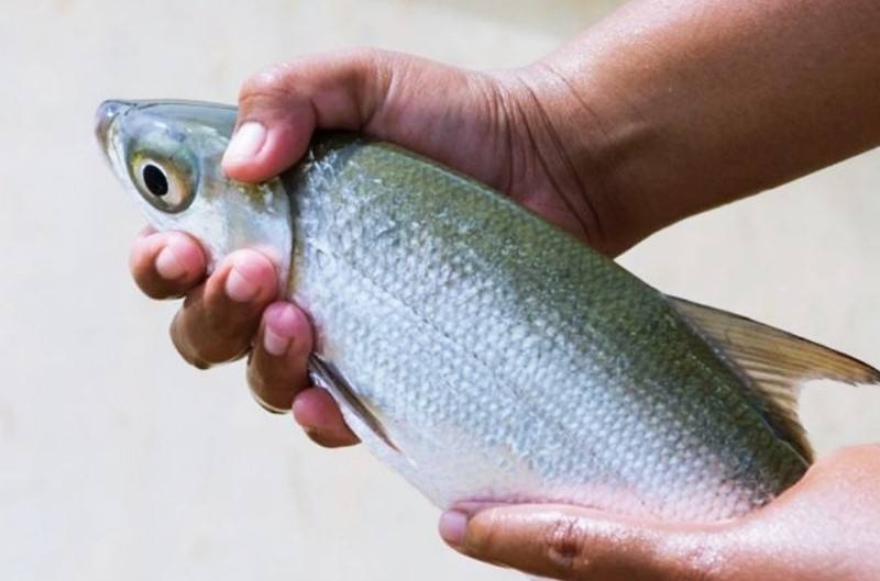 Detail Mancing Ikan Bandeng Nomer 26
