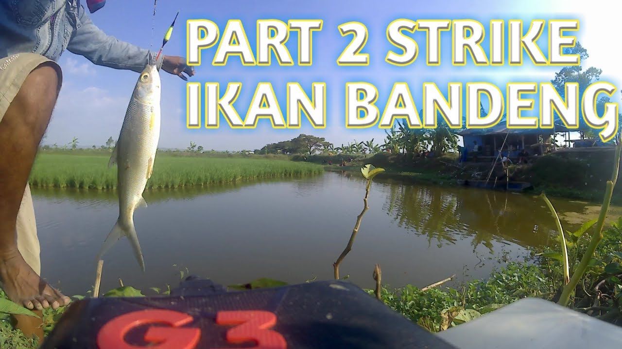 Detail Mancing Ikan Bandeng Nomer 27