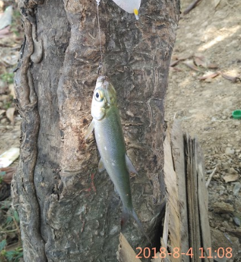 Detail Mancing Ikan Bandeng Nomer 28