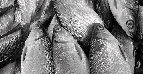 Detail Mancing Ikan Bandeng Nomer 4