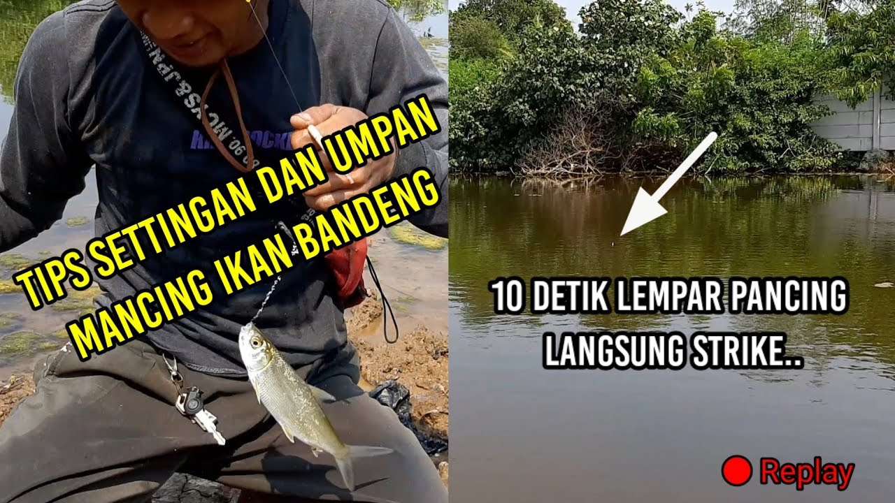Detail Mancing Ikan Bandeng Nomer 31