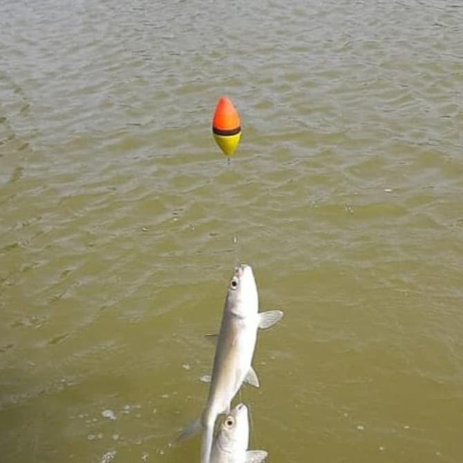 Detail Mancing Ikan Bandeng Nomer 33