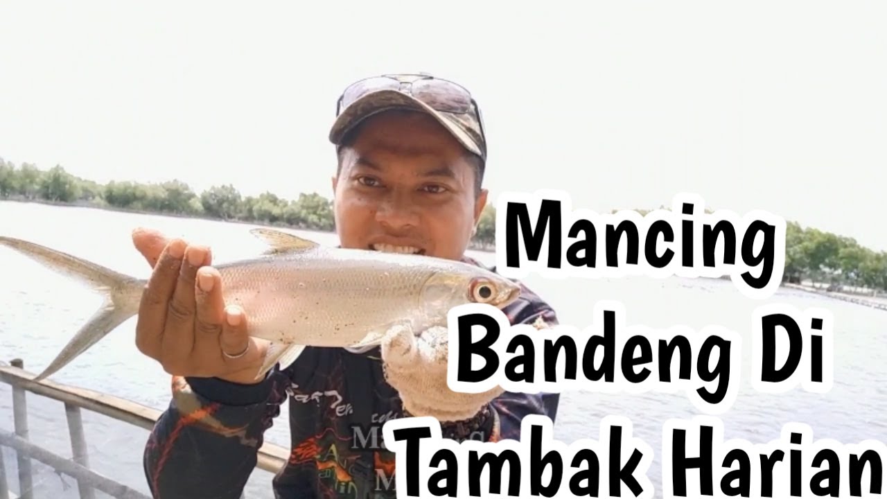 Detail Mancing Ikan Bandeng Nomer 34