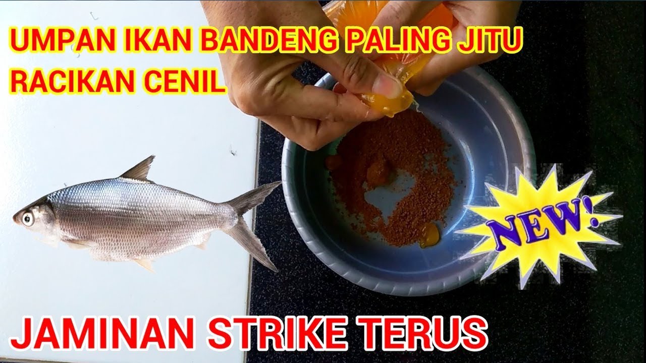 Detail Mancing Ikan Bandeng Nomer 36