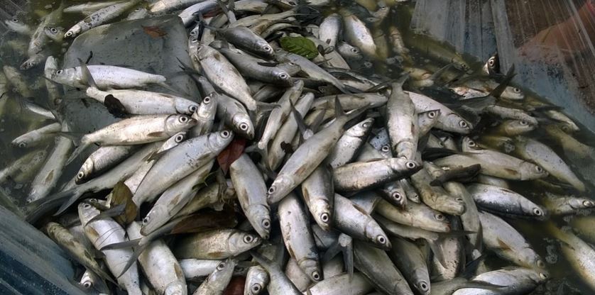 Detail Mancing Ikan Bandeng Nomer 37