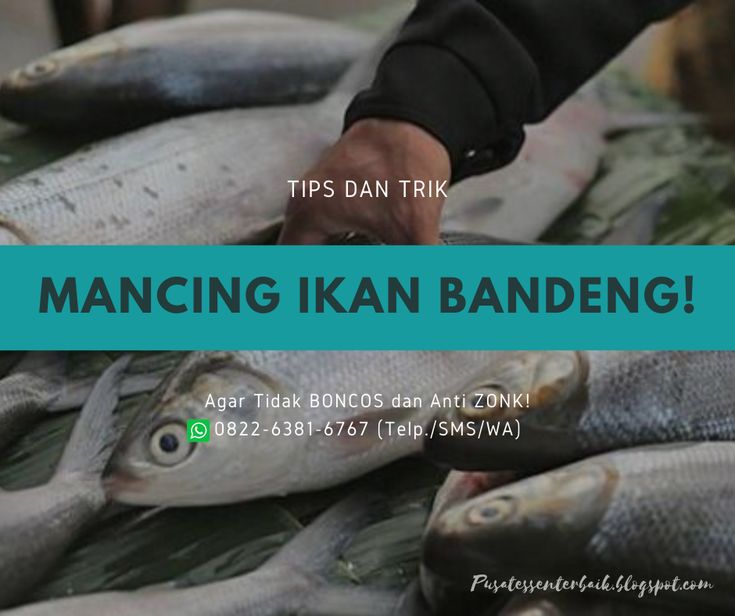 Detail Mancing Ikan Bandeng Nomer 38