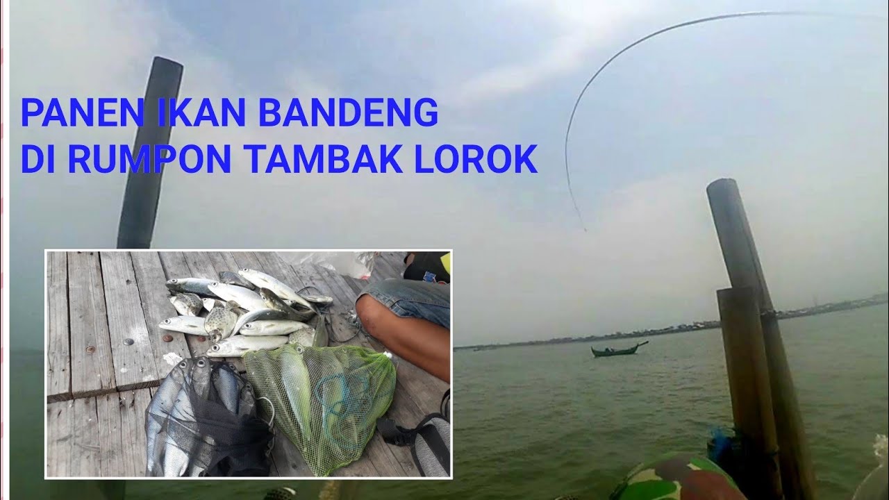 Detail Mancing Ikan Bandeng Nomer 40