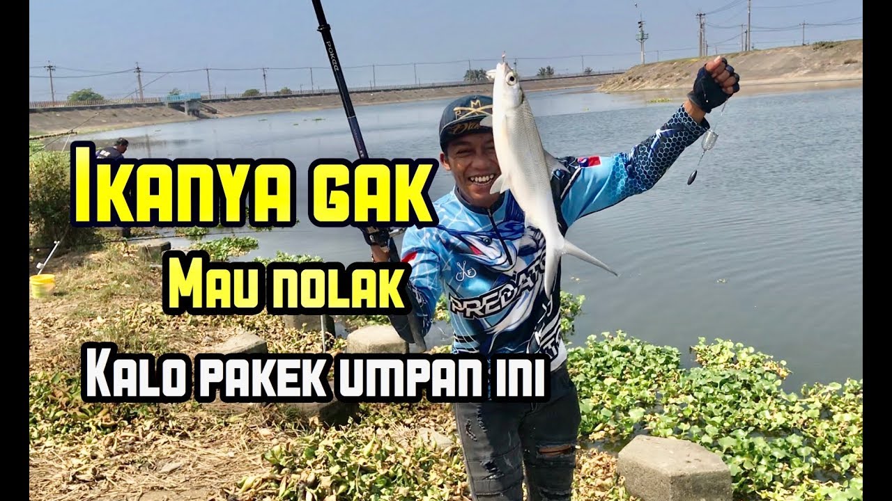 Detail Mancing Ikan Bandeng Nomer 42