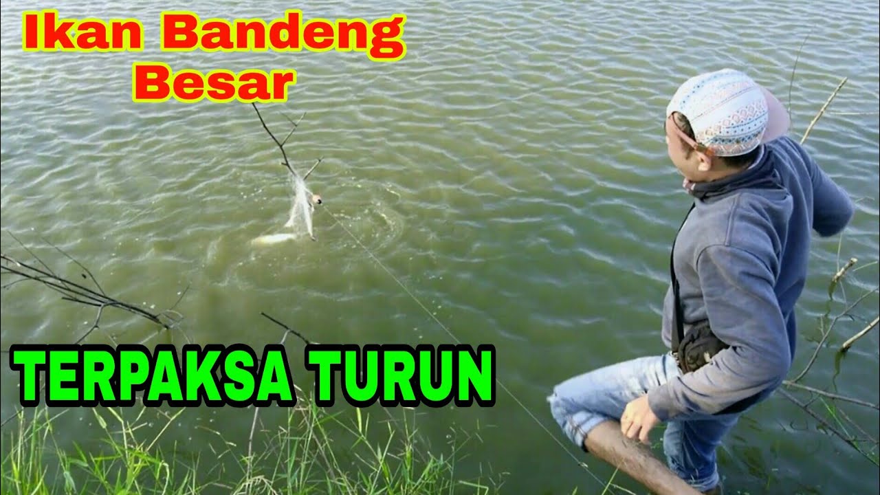 Detail Mancing Ikan Bandeng Nomer 43