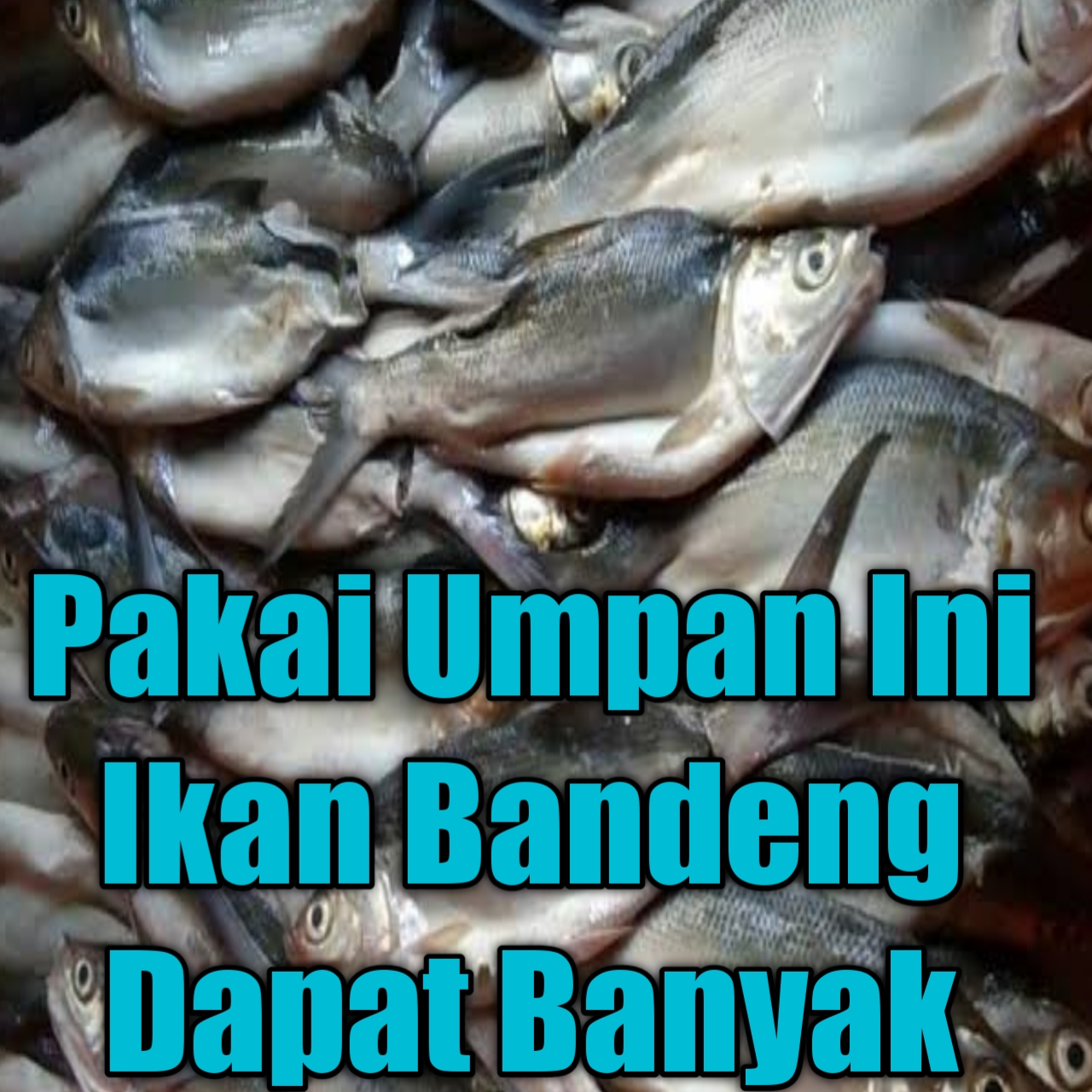 Detail Mancing Ikan Bandeng Nomer 46