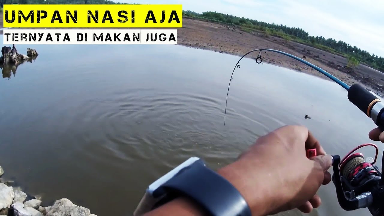 Detail Mancing Ikan Bandeng Nomer 6