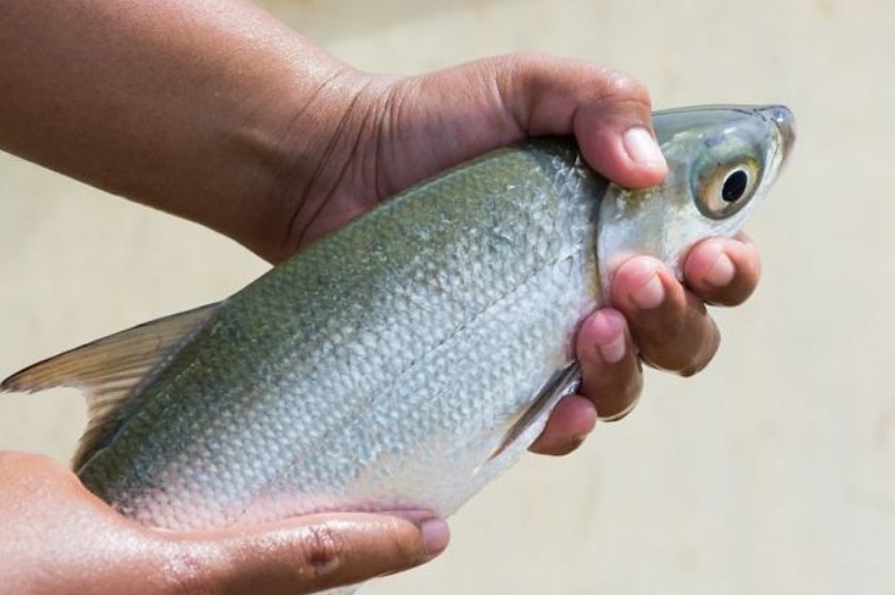 Detail Mancing Ikan Bandeng Nomer 7