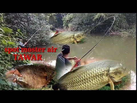 Mancing Ikan Besar Air Tawar - KibrisPDR