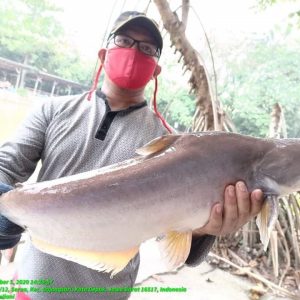 Detail Mancing Ikan Besar Di Kali Nomer 23