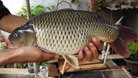 Detail Mancing Ikan Besar Di Kali Nomer 37