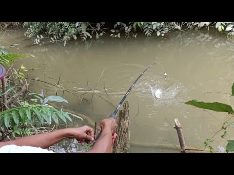 Mancing Ikan Di Sungai - KibrisPDR