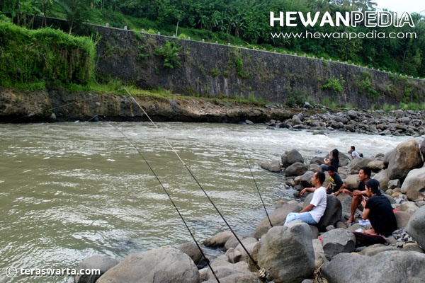 Detail Mancing Ikan Di Sungai Nomer 8