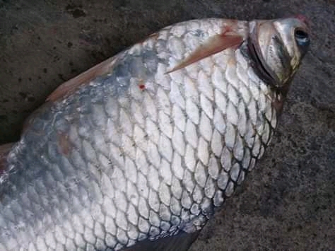 Detail Mancing Ikan Di Sungai Nomer 18