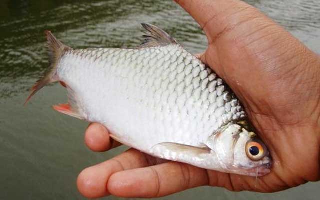 Detail Mancing Ikan Di Sungai Nomer 23