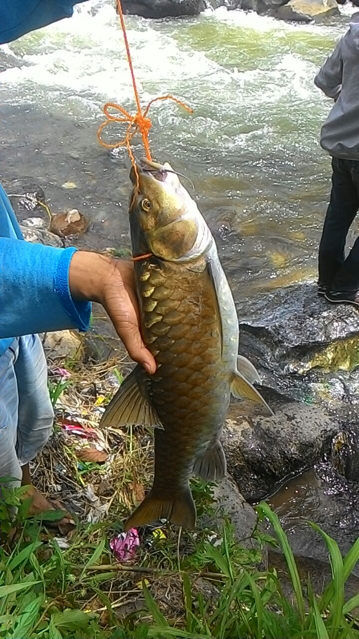 Detail Mancing Ikan Di Sungai Nomer 29