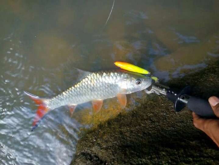 Detail Mancing Ikan Di Sungai Nomer 36