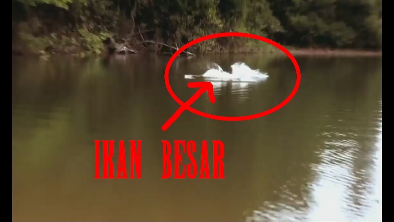 Detail Mancing Ikan Di Sungai Nomer 42