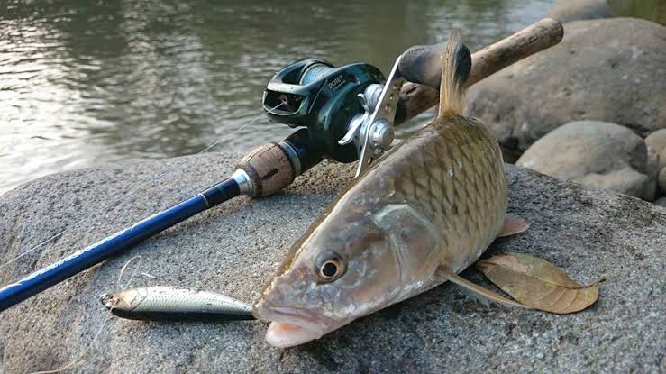 Detail Mancing Ikan Di Sungai Nomer 5