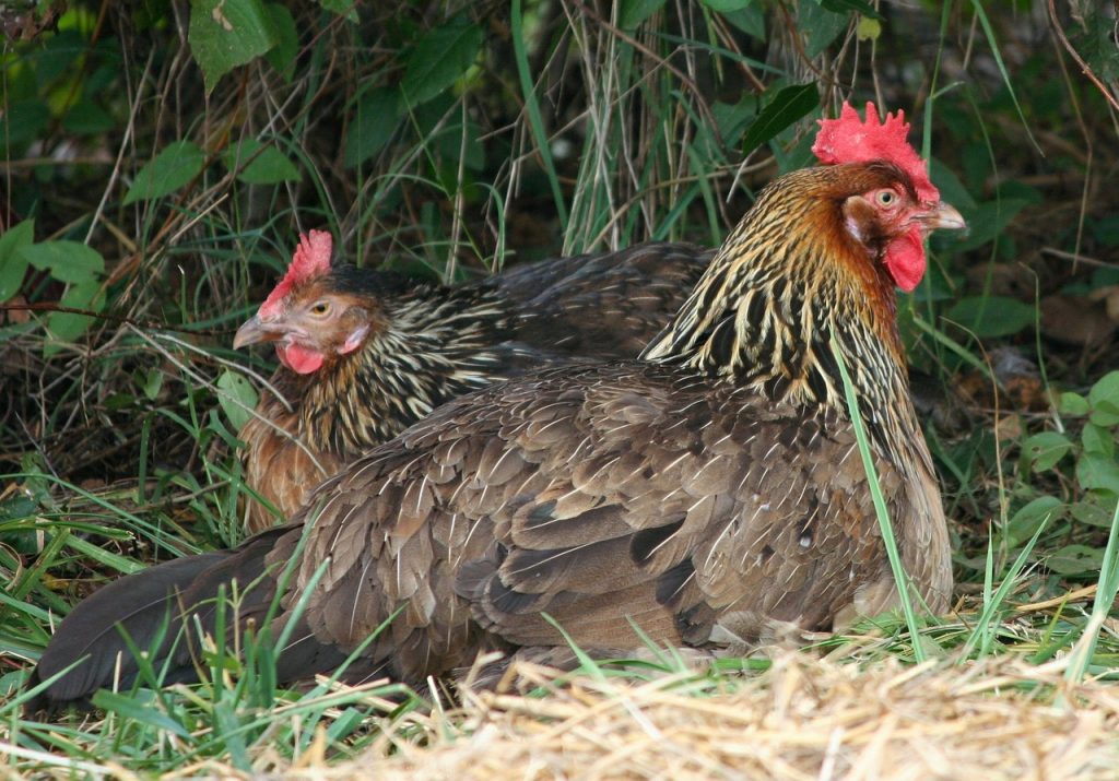 Detail Manfaat Ayam Bagi Lingkungan Rumah Nomer 40