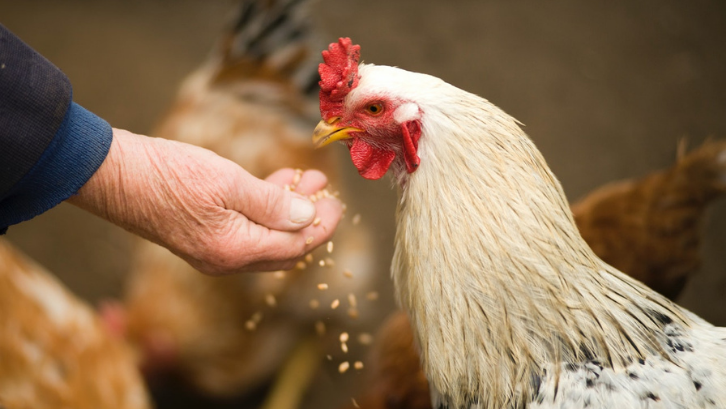Detail Manfaat Ayam Bagi Lingkungan Rumah Nomer 50