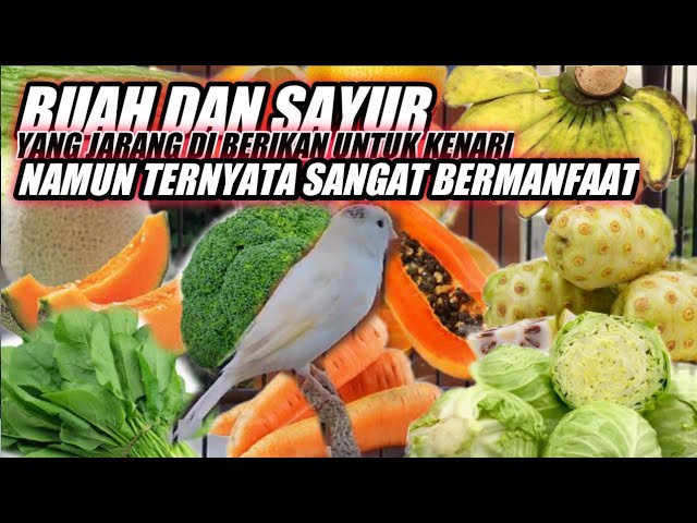 Detail Manfaat Buah Pir Untuk Kenari Nomer 9