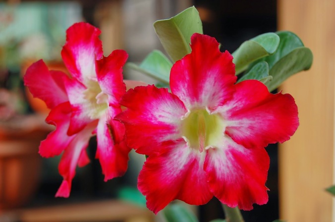 Manfaat Bunga Adenium - KibrisPDR