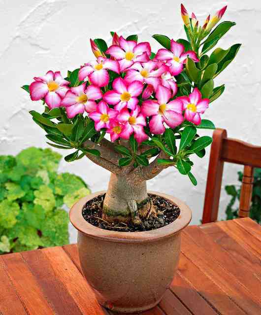 Detail Manfaat Bunga Adenium Nomer 15