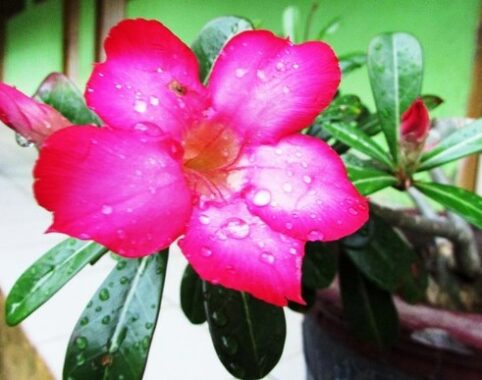 Detail Manfaat Bunga Adenium Nomer 21