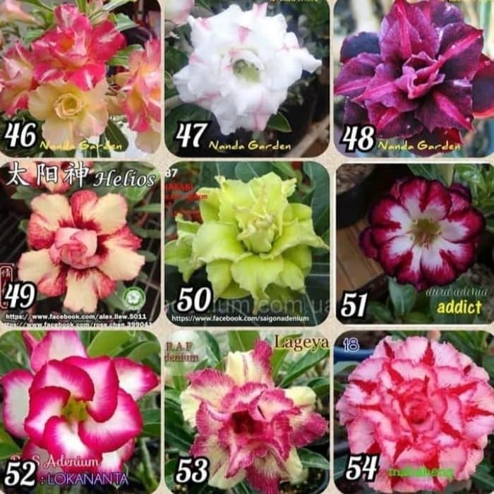 Detail Manfaat Bunga Adenium Nomer 22