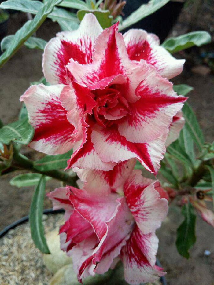 Detail Manfaat Bunga Adenium Nomer 26