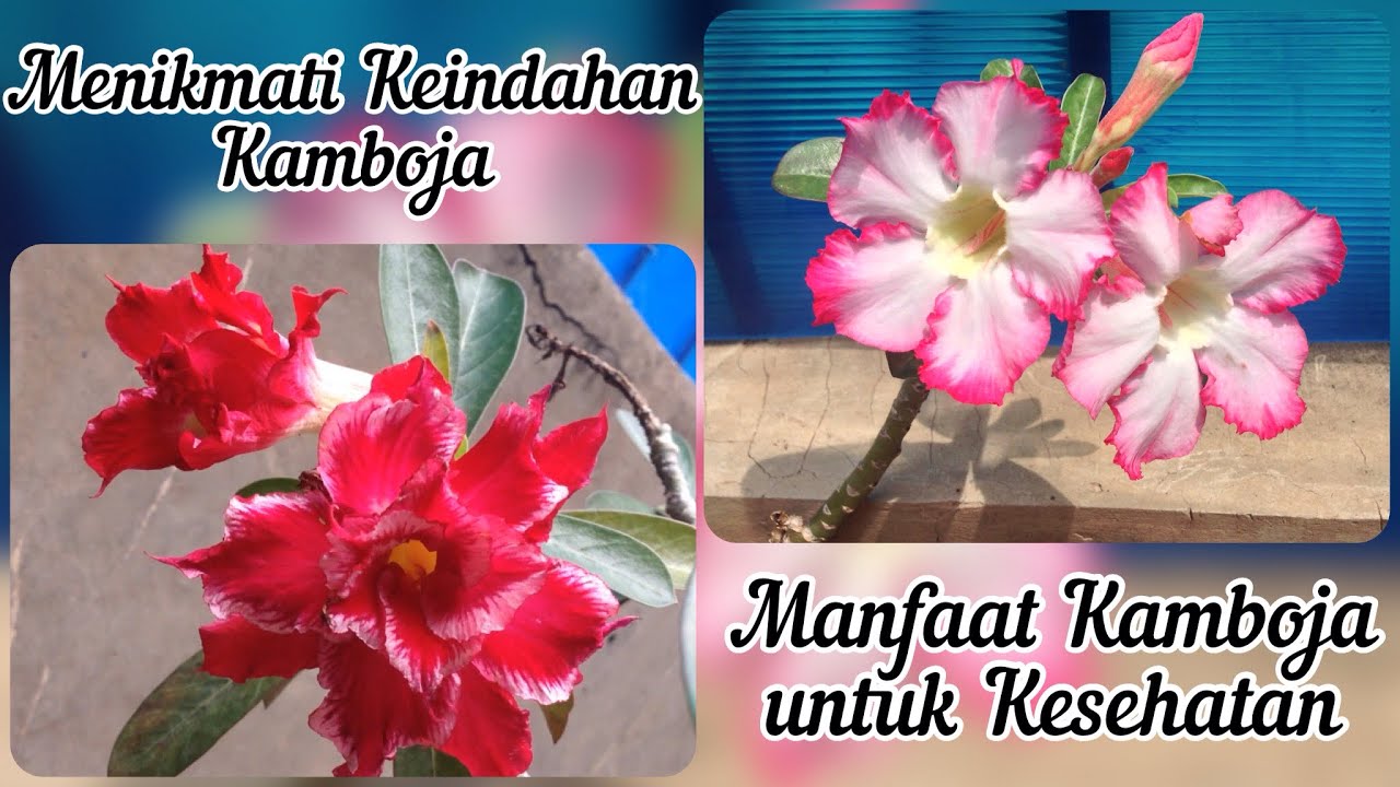 Detail Manfaat Bunga Adenium Nomer 29