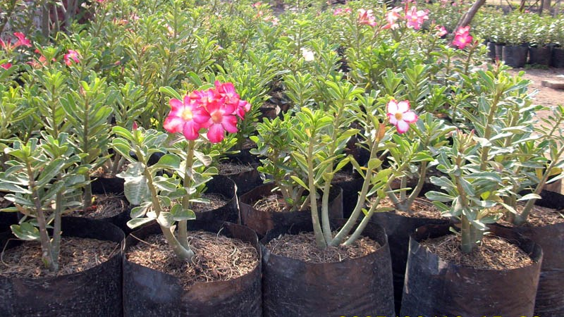 Detail Manfaat Bunga Adenium Nomer 30