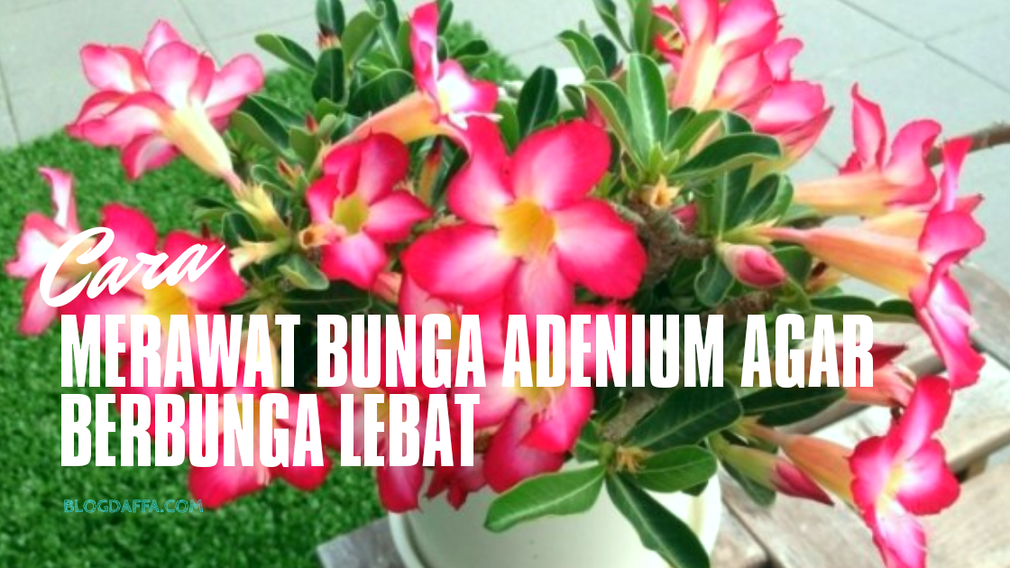 Detail Manfaat Bunga Adenium Nomer 32