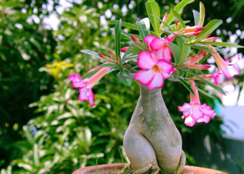 Detail Manfaat Bunga Adenium Nomer 34