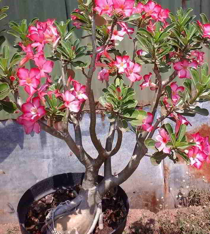 Detail Manfaat Bunga Adenium Nomer 35