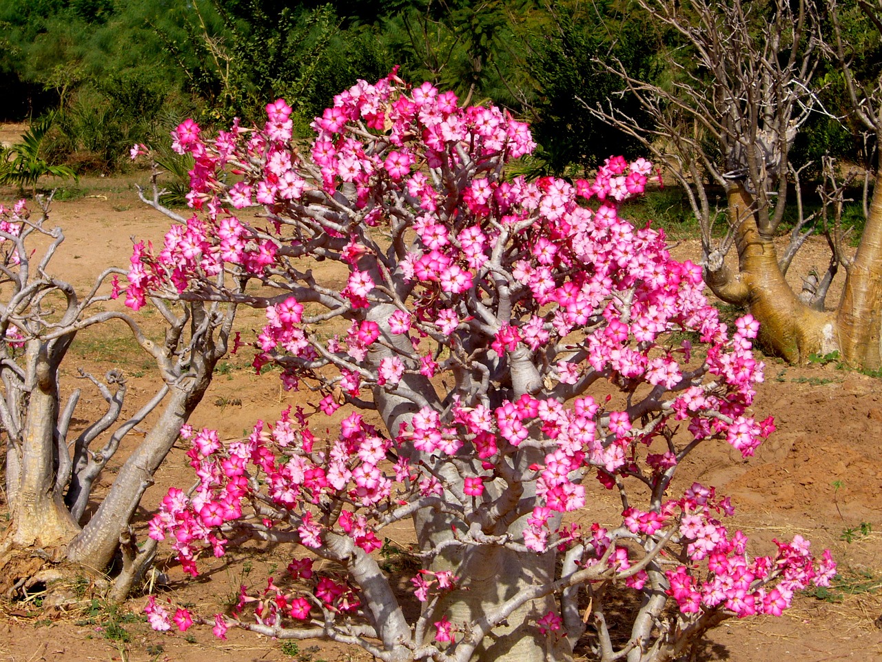 Detail Manfaat Bunga Adenium Nomer 38