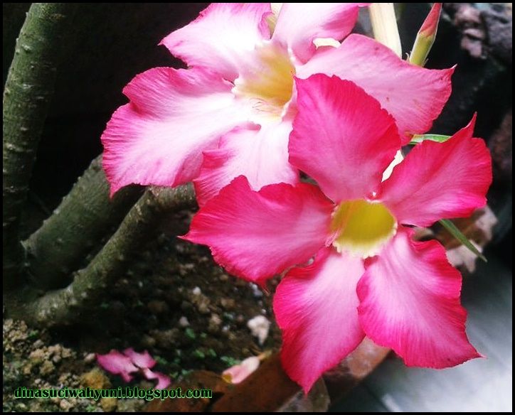 Detail Manfaat Bunga Adenium Nomer 45