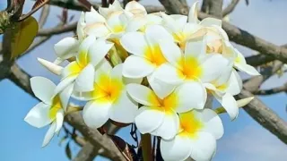 Detail Manfaat Bunga Kamboja Kuning Nomer 20