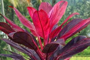Detail Manfaat Daun Andong Nomer 2