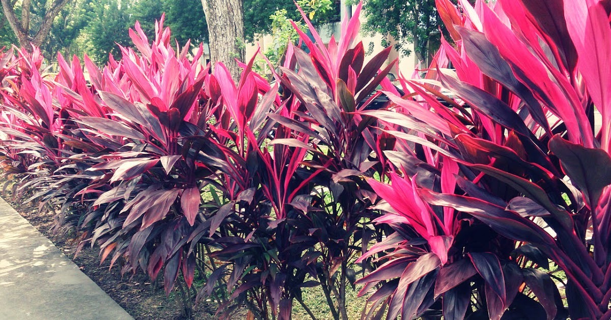Detail Manfaat Daun Andong Nomer 10