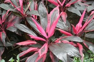 Detail Manfaat Daun Andong Nomer 12